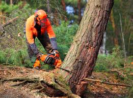 Best Tree Preservation Services  in Dahlone, GA